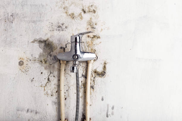 Best Mold Damage Repair  in Halsey, OR