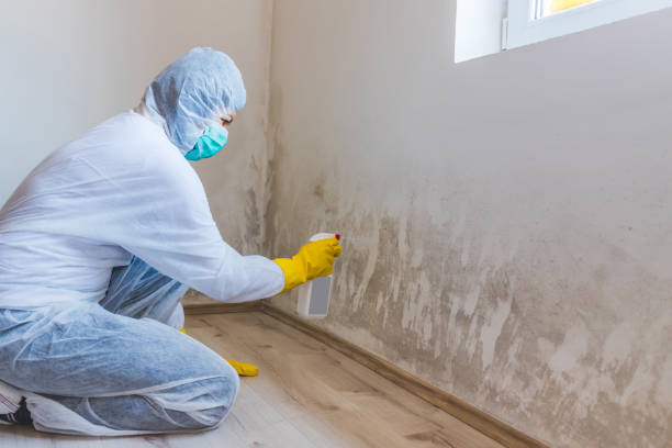 Best Toxic Mold Removal  in Halsey, OR