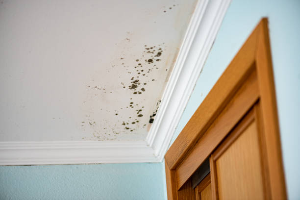Best Water Damage Restoration  in Halsey, OR