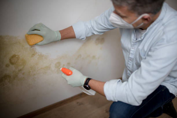 Best Local Mold Removal Service  in Halsey, OR