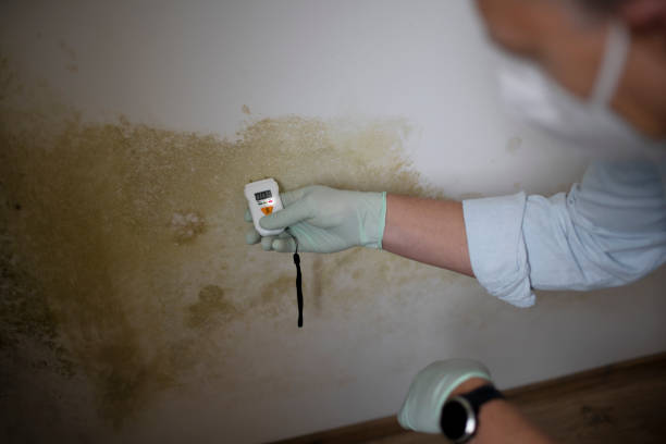 Mold Removal Process in Halsey, OR