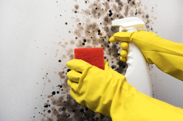 Best Residential Mold Removal  in Halsey, OR