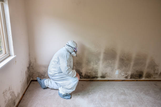 Best Black Mold Removal  in Halsey, OR