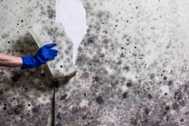 Best Professional Mold Removal  in Halsey, OR